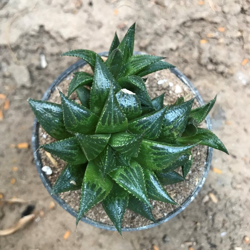  Haworthia Emelyae Var. Multifolia Succulent Plant