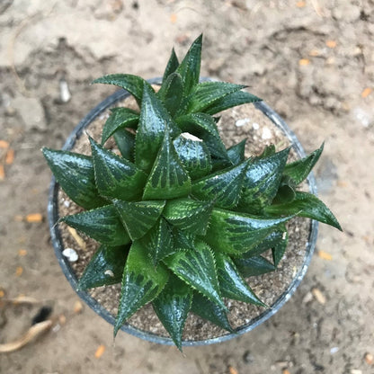  Haworthia Emelyae Var. Multifolia Succulent Plant