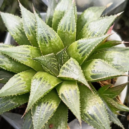  Haworthia Emelyae Var. Multifolia Succulent Plant