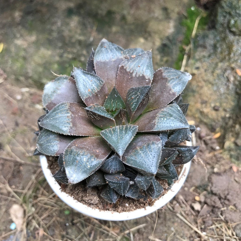  Haworthia Kegani Choco Red Succulent Plant