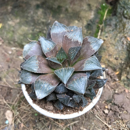  Haworthia Kegani Choco Red Succulent Plant