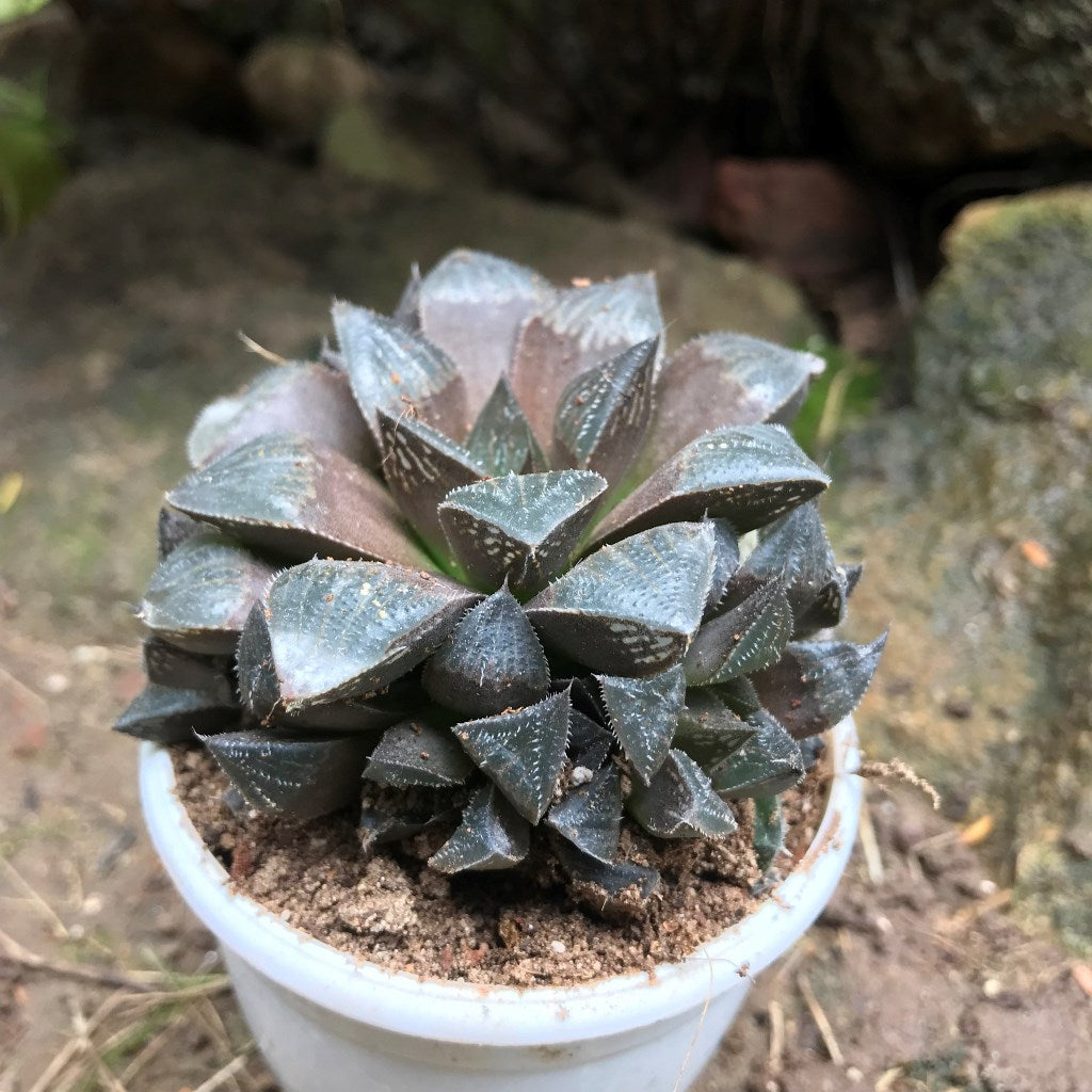  Haworthia Kegani Choco Red Succulent Plant