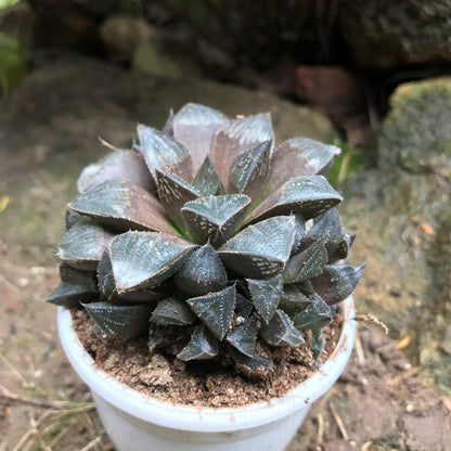  Haworthia Kegani Choco Red Succulent Plant