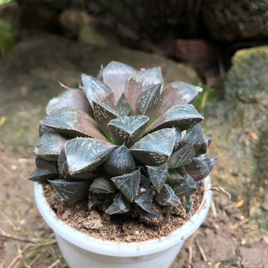  Haworthia Kegani Choco Red Succulent Plant