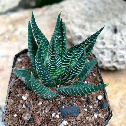  Haworthia Limifolia Succulent Plant