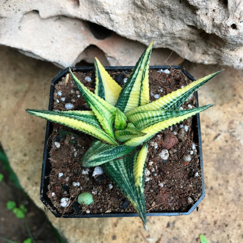  Haworthia Limifolia Variegata Succulent Plant