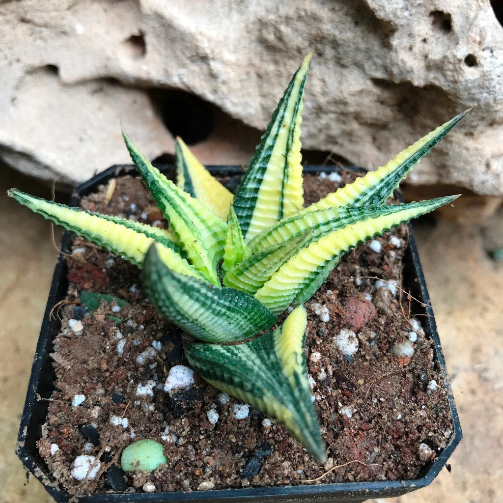  Haworthia Limifolia Variegata Succulent Plant