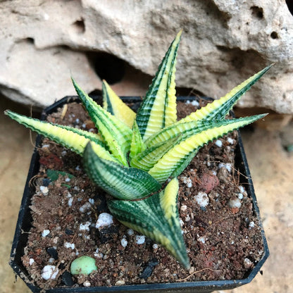  Haworthia Limifolia Variegata Succulent Plant