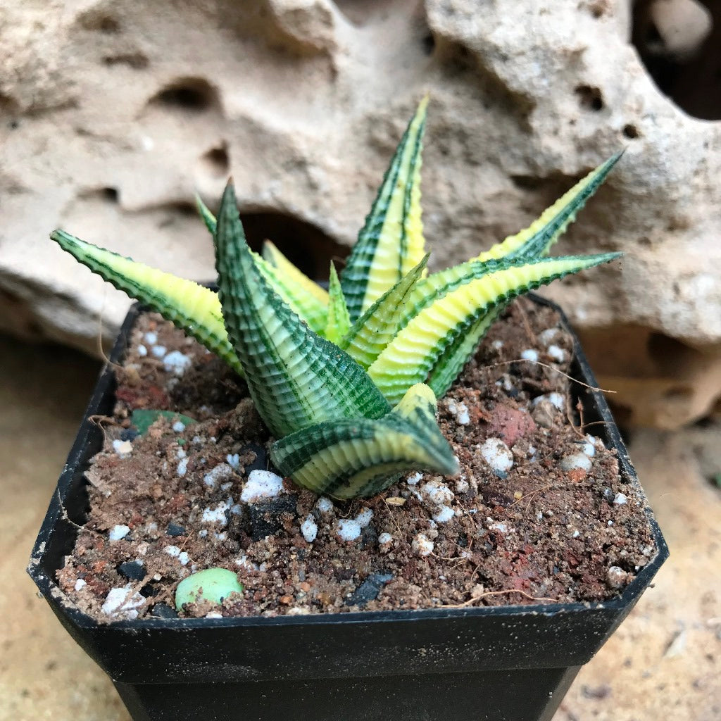  Haworthia Limifolia Variegata Succulent Plant