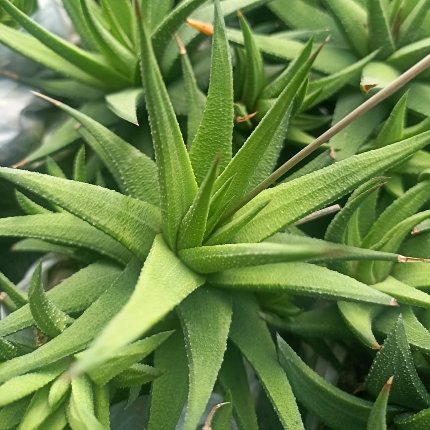  Haworthia Longiana Succulent Plant