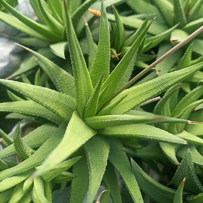  Haworthia Longiana Succulent Plant