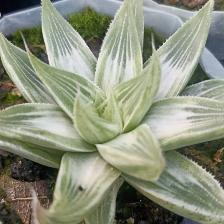  Haworthia Magnifica Acuminata 'Grey Ghost' Succulent Plant