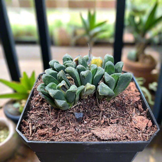  Haworthia Maughanii Hybrid Succulent Plant