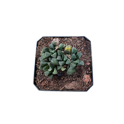  Haworthia Maughanii Hybrid Succulent Plant