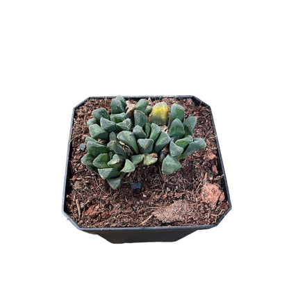  Haworthia Maughanii Hybrid Succulent Plant