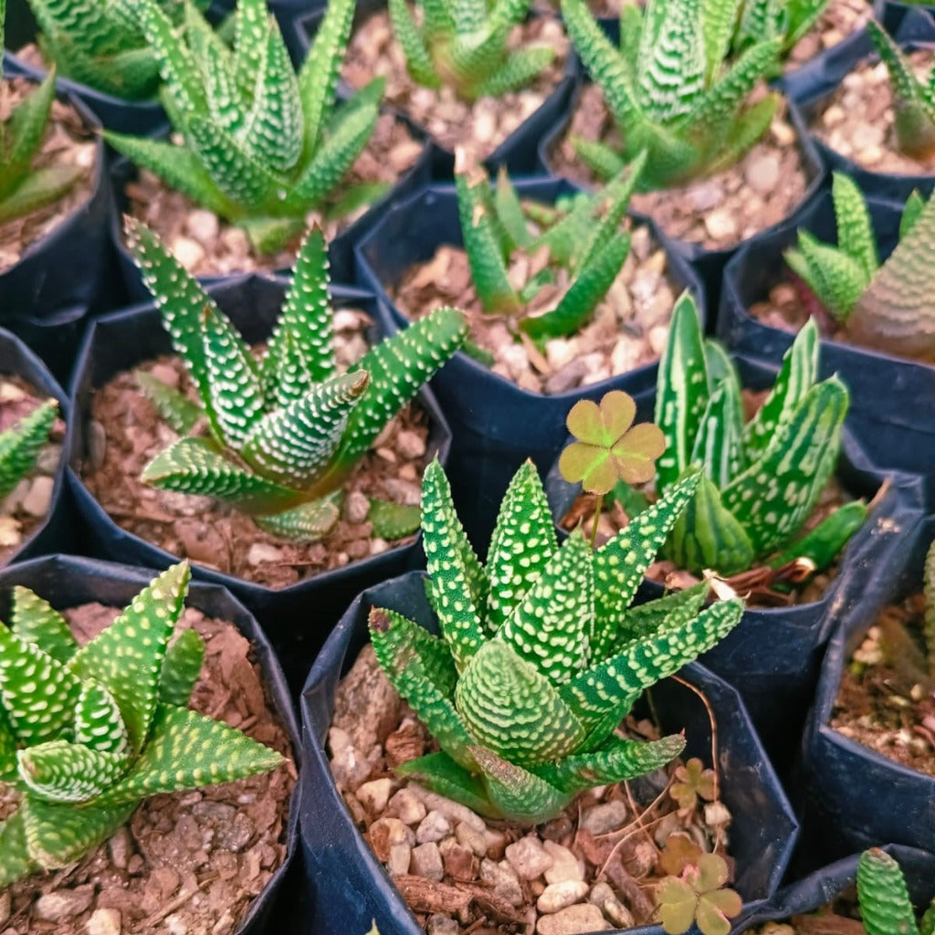  Haworthia Pumila 'Little Donut' Succulent Plant