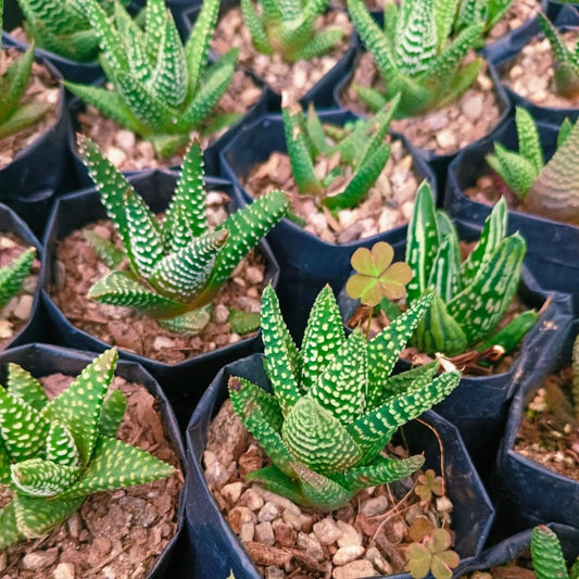  Haworthia Pumila 'Little Donut' Succulent Plant