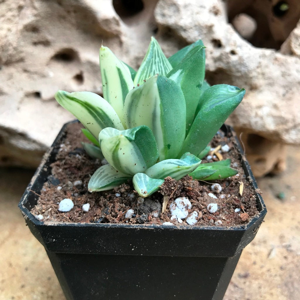  Haworthia Retusa Variegata Succulent Plant