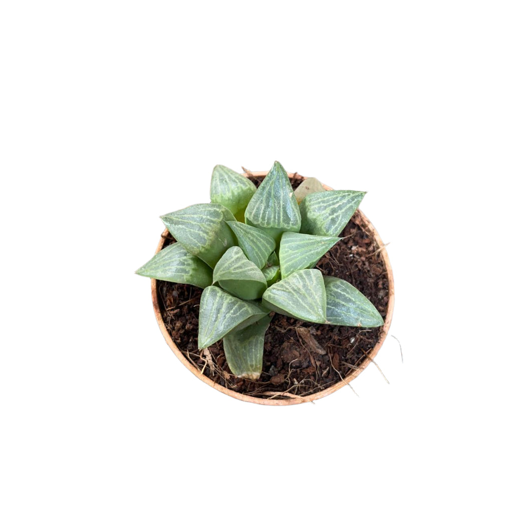  Haworthia Retusa Var. Nigra Succulent Plant