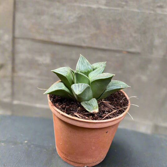  Haworthia Retusa Var. Nigra Succulent Plant