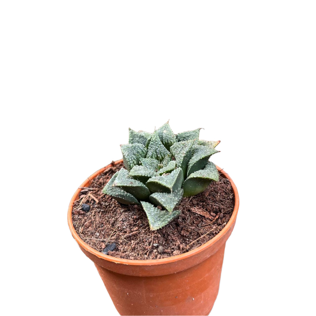  Haworthia Wimii Hybrid Succulent Plant