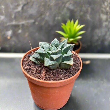  Haworthia Wimii Hybrid Succulent Plant