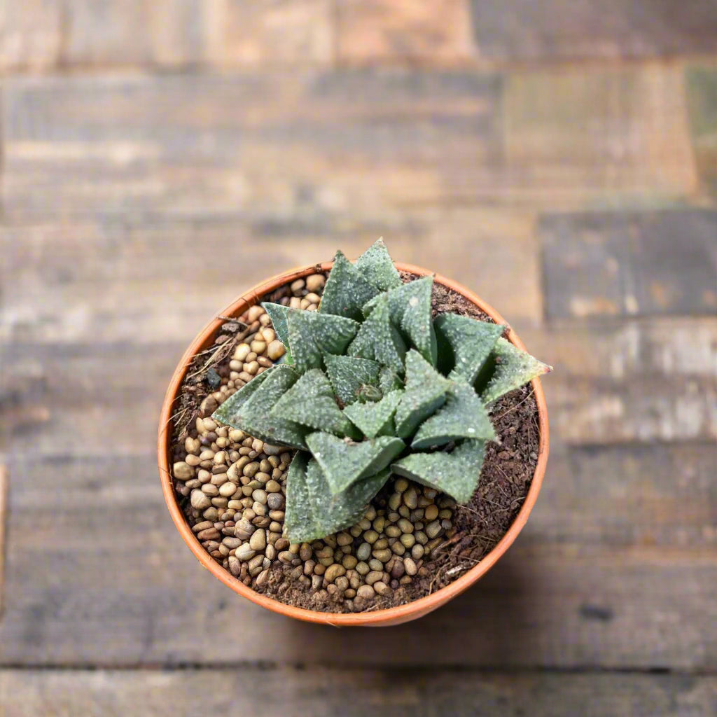  Haworthia Wimii Hybrid Succulent Plant
