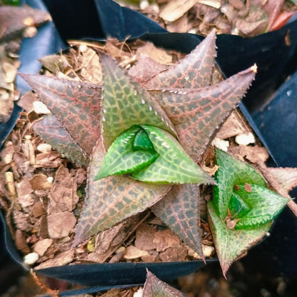  Haworthia Venosa Ssp. Tessllata Succulent Plant