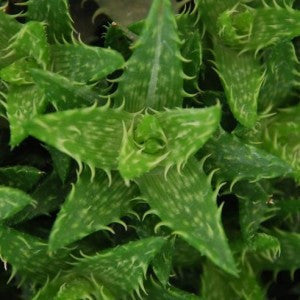  Haworthia Squarrosa Succulent Plant