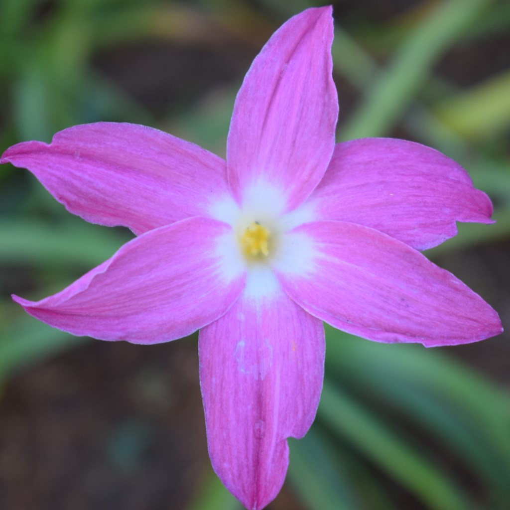  Rain Lily 'Heart Throb' (Bulbs)