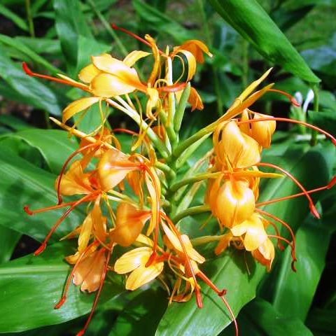  Hedychium 'Anne Bishop' (Bulbs)