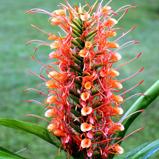  Hedychium 'Coccineum'- Scarlet Ginger (Bulbs)
