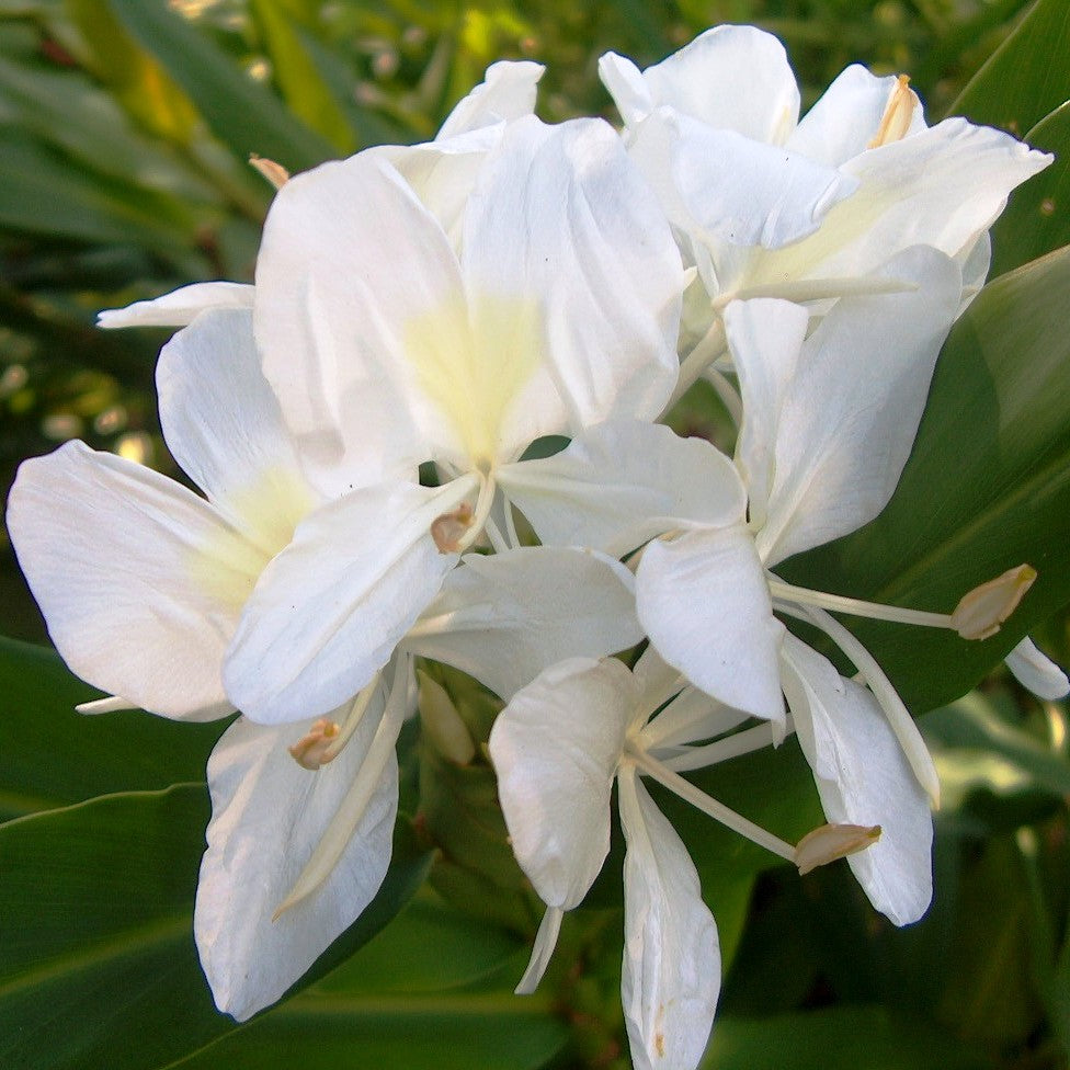  Hedychium 'Coronarium'- White Garland Lily (Bulbs)