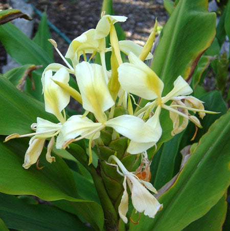  Hedychium Flavescens- 'Cream Garland-lily' (Bulbs)