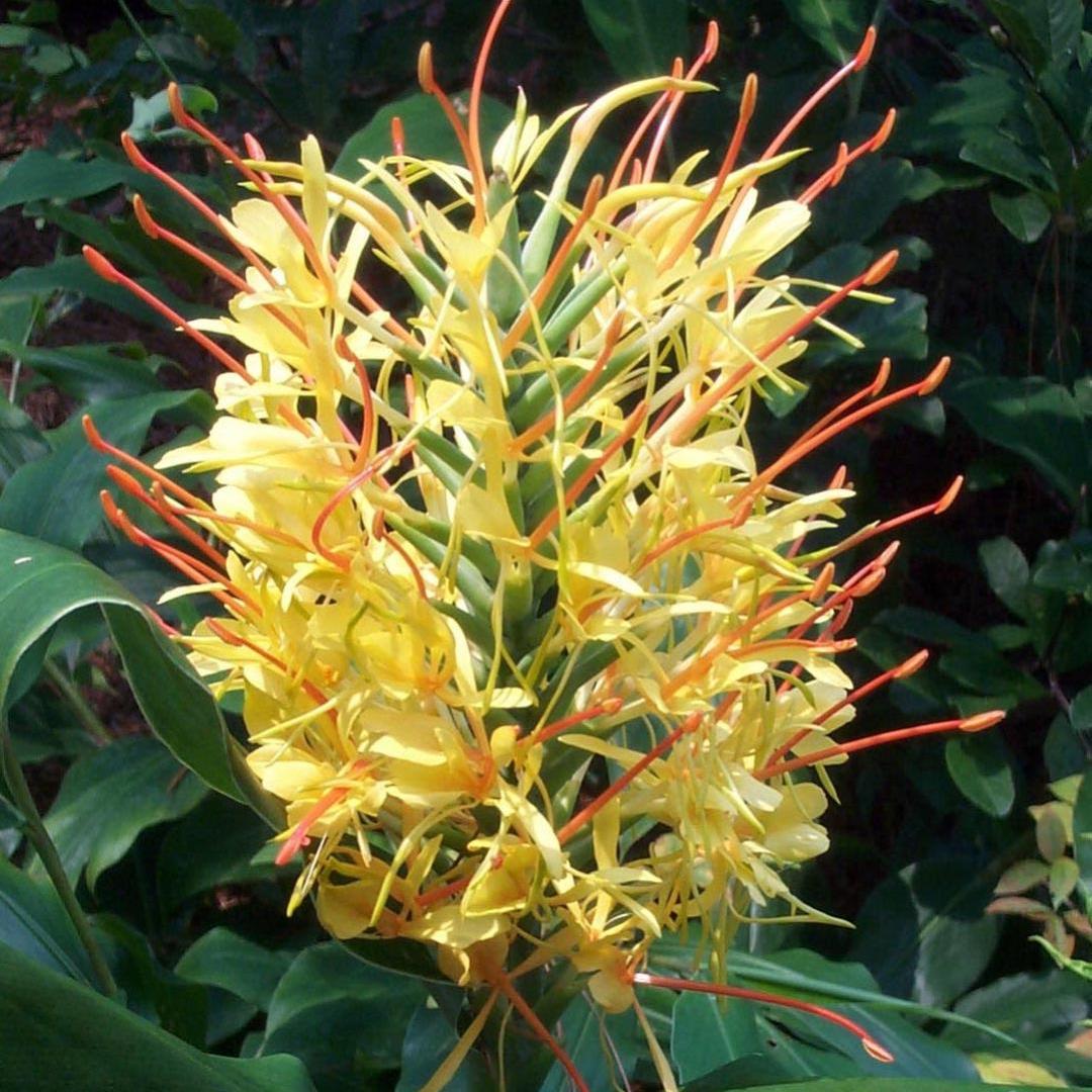  Hedychium Gardnerianum- 'Kahili Garland Lily' (Bulbs)