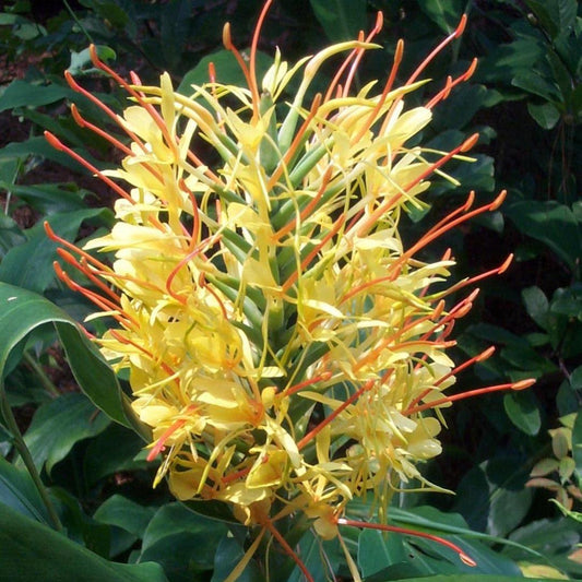  Hedychium Gardnerianum- 'Kahili Garland Lily' (Bulbs)