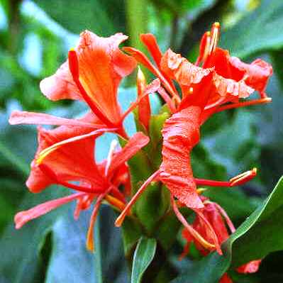  Hedychium Greenii - 'Red Butterfly Ginger' (Bulbs)