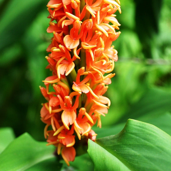  Hedychium Longicornutum - 'Hornbill's Ginger' (Bulbs)
