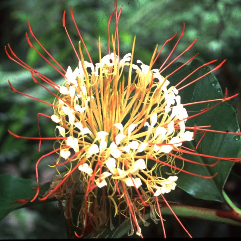  Hedychium Ellipticum Lily (Bulbs)