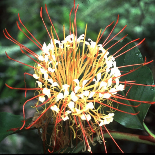  Hedychium Ellipticum Lily (Bulbs)