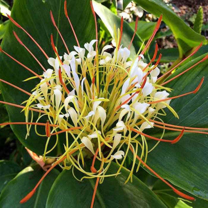  Hedychium Ellipticum Lily (Bulbs)