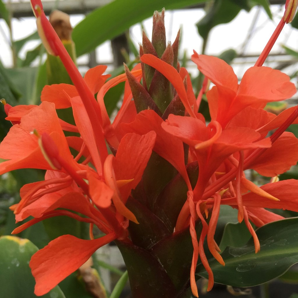  Hedychium Rubrum -'Red Ginger Lily' (Bulbs)
