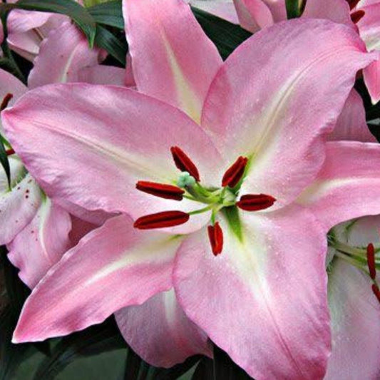  Lilium Asiatic 'Helen Of Troy' (Bulbs)