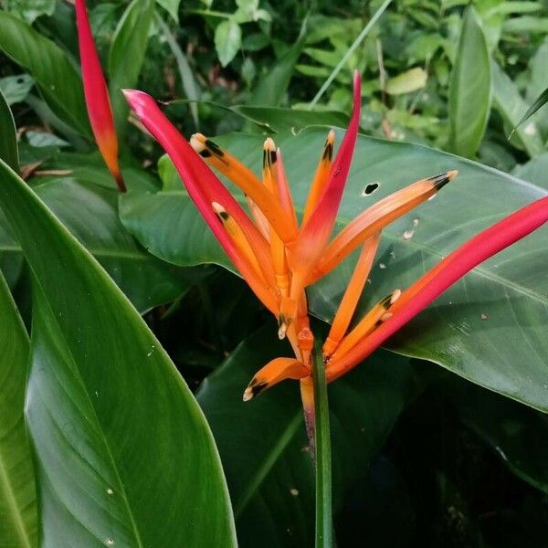  Heliconia Psittacorum Lady Di (Bulb)