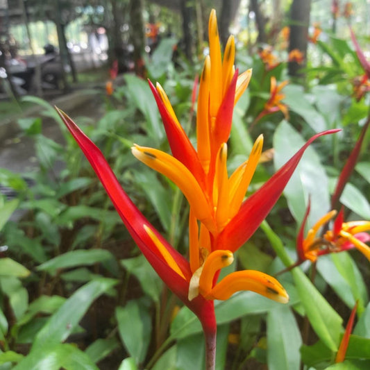 Heliconia Psittacorum Lady Di (Bulb)