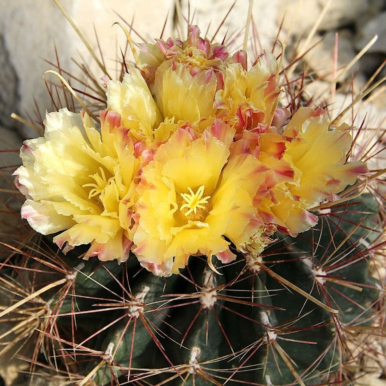  Hamatocactus Hamatocanthus Cactus Plant