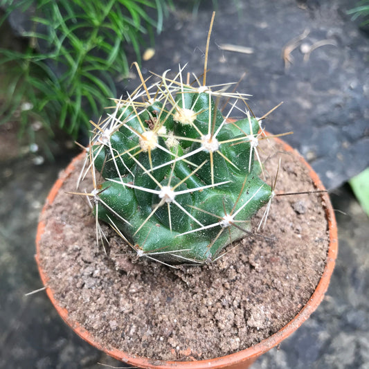  Hamatocactus Hamatocanthus Cactus Plant