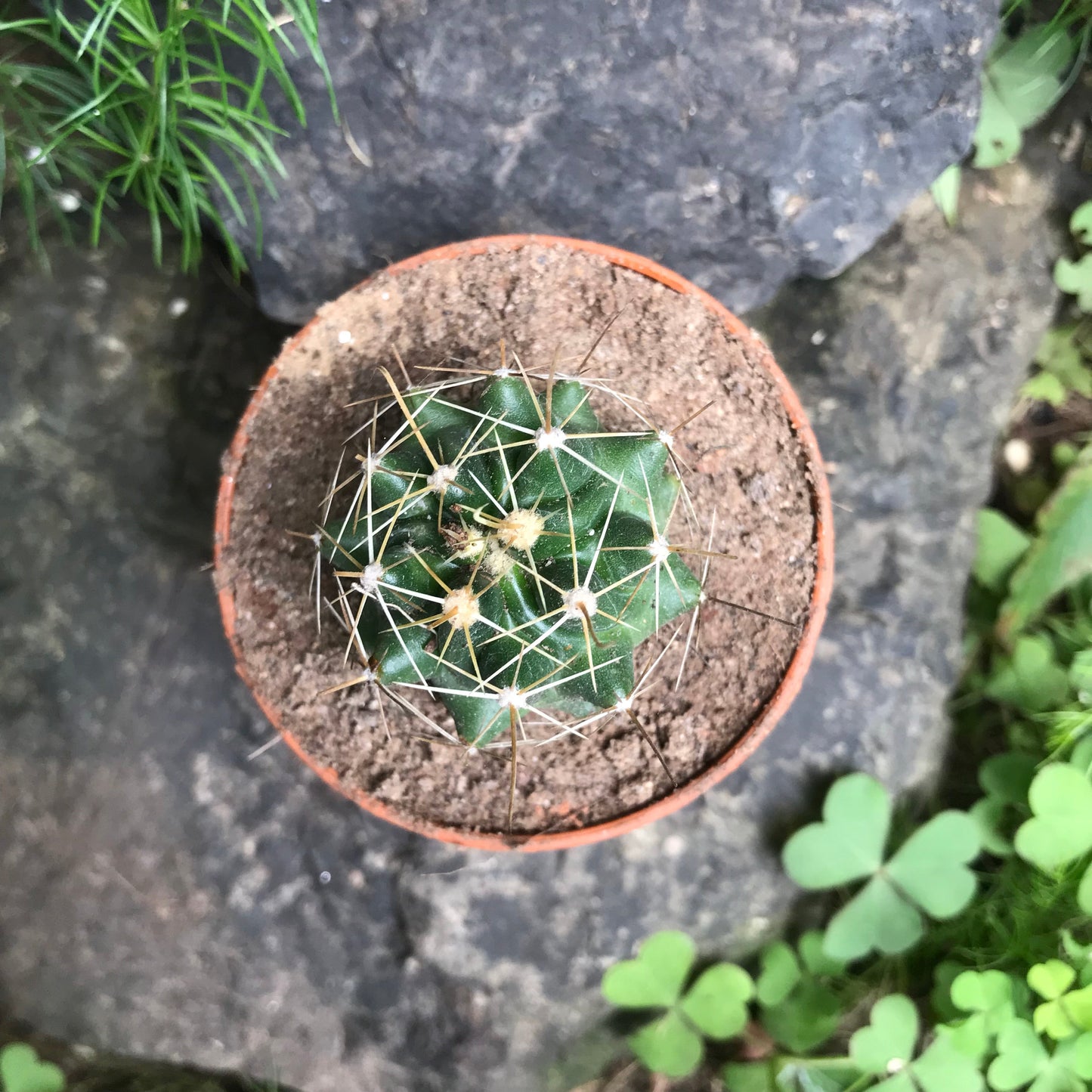  Hamatocactus Hamatocanthus Cactus Plant