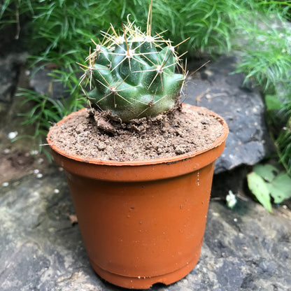 Hamatocactus Hamatocanthus Cactus Plant