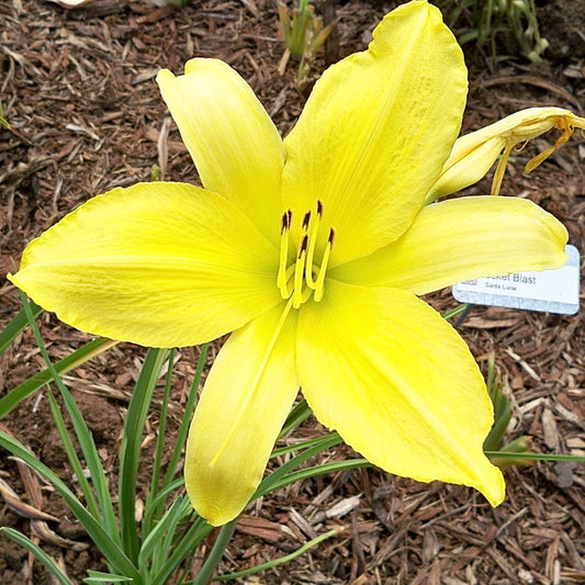  Hemerocallis 'Hyperion' (Bulbs)